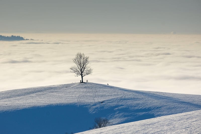 Green Landscape